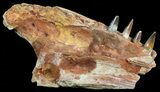 Spinosaurus Jaw Section - Four Composite Teeth #50632-1